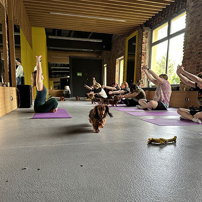Doggy Yoga Kraków