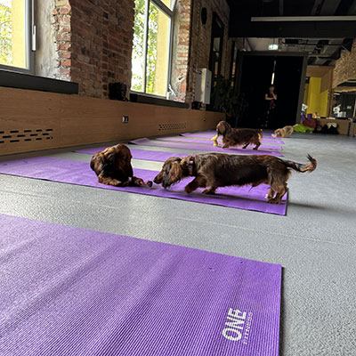 Doggy Yoga Kraków